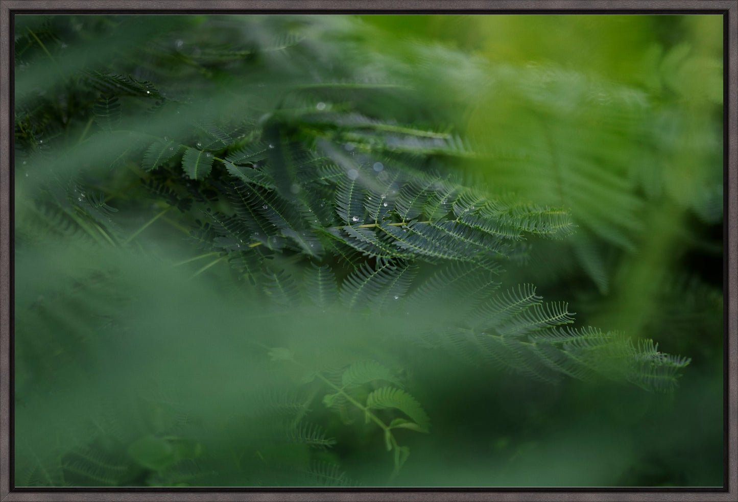 Dew Drops on Persian Silk Tree