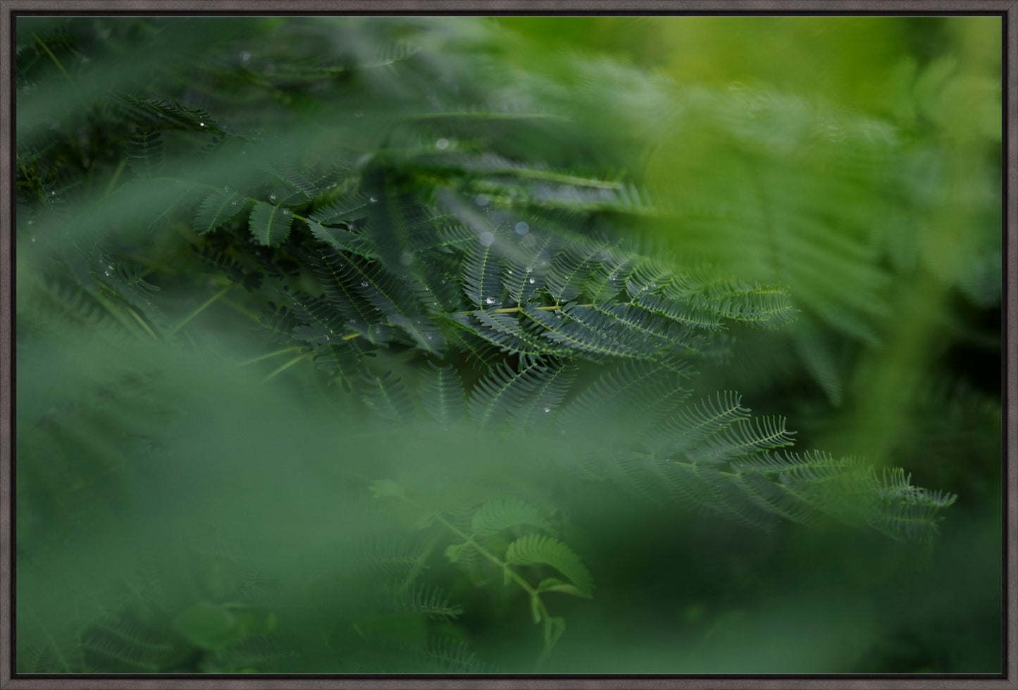 Dew Drops on Persian Silk Tree