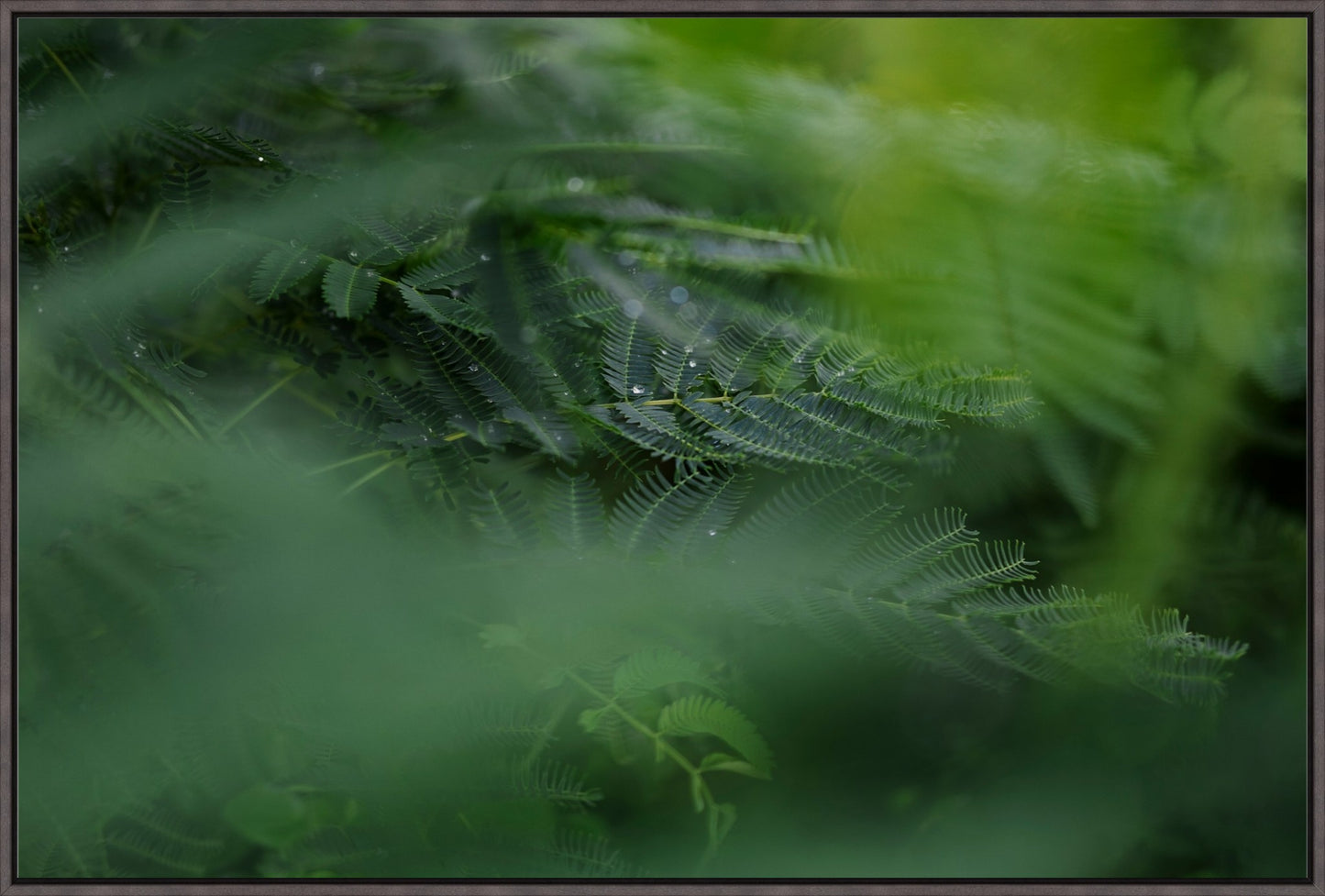 Dew Drops on Persian Silk Tree