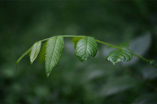 Eastern Black Walnut Sapling