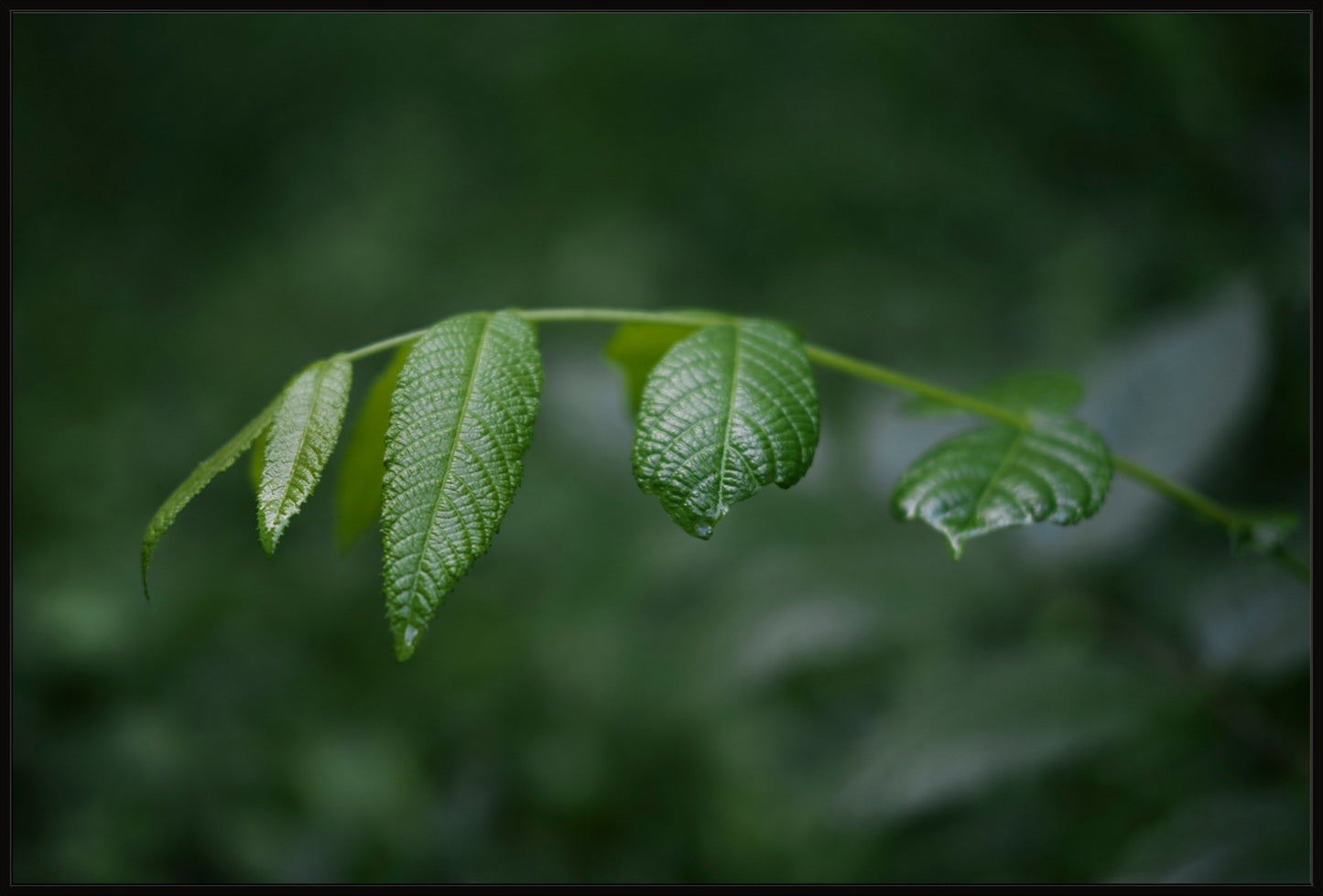 Eastern Black Walnut Sapling