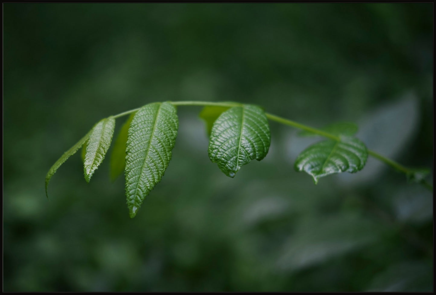 Eastern Black Walnut Sapling