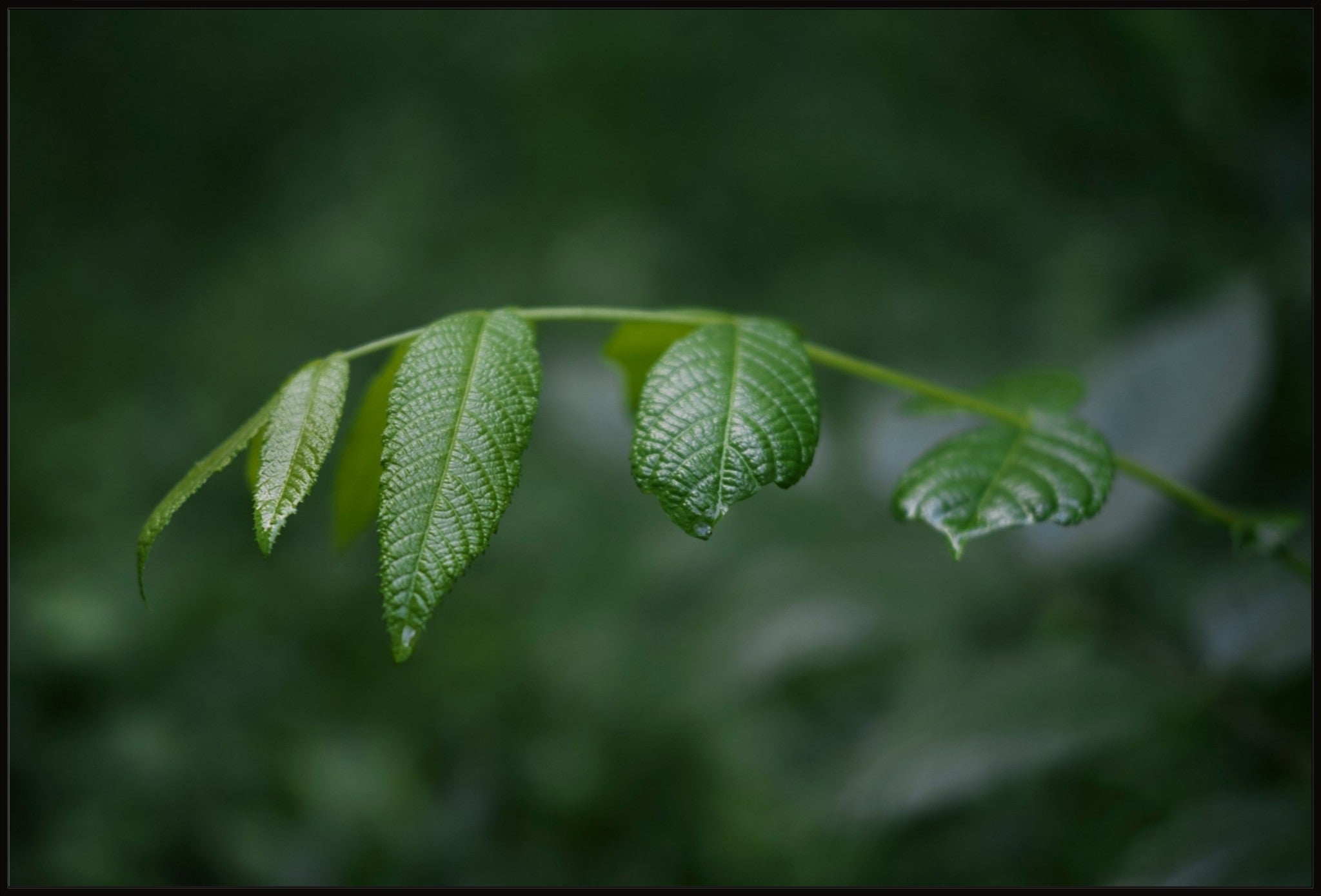 Eastern Black Walnut Sapling