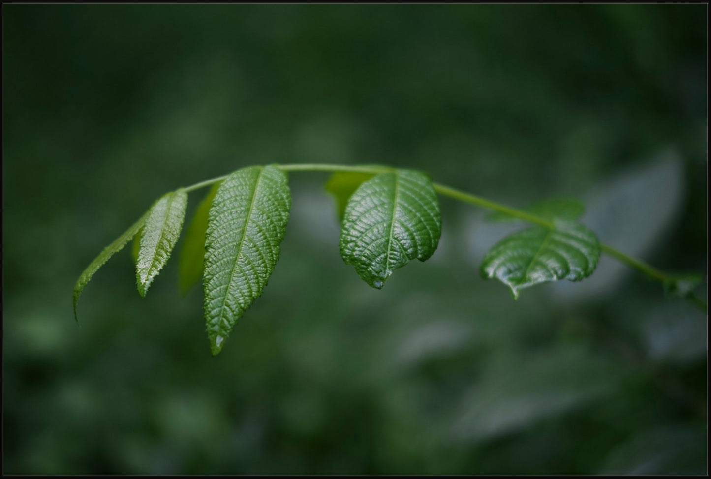 Eastern Black Walnut Sapling
