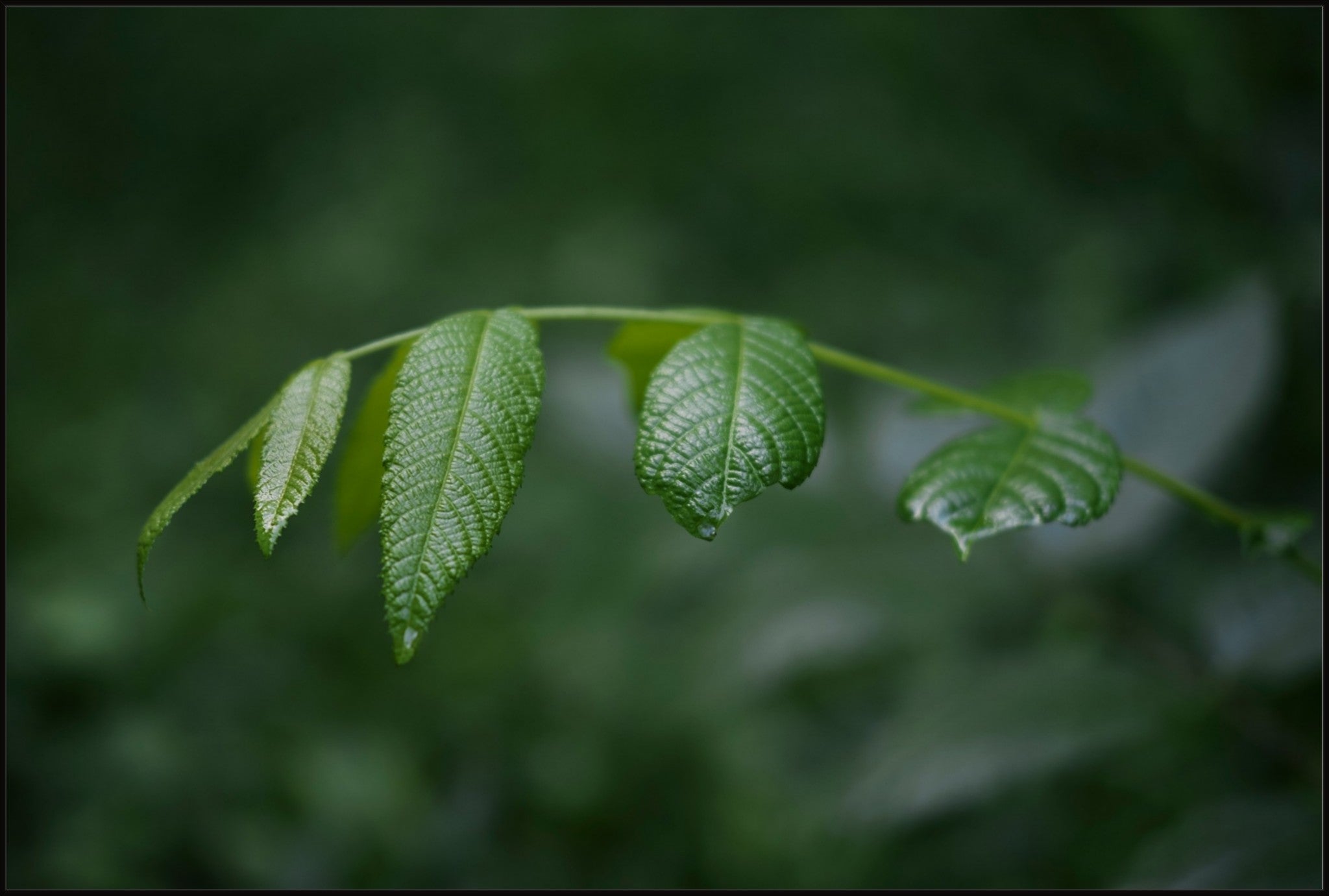 Eastern Black Walnut Sapling
