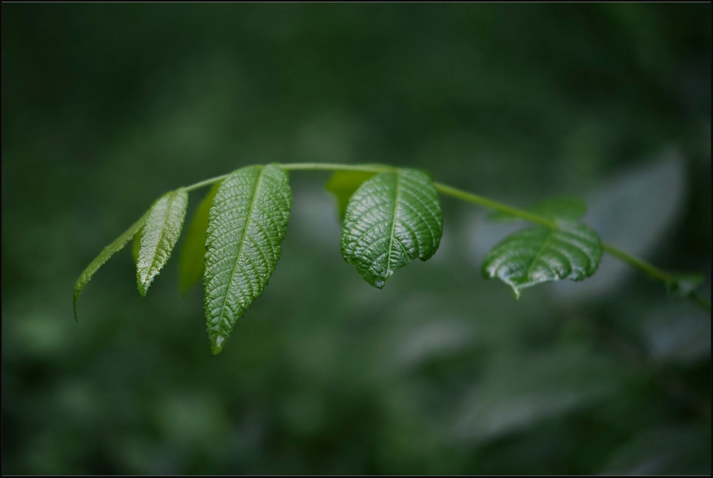 Eastern Black Walnut Sapling
