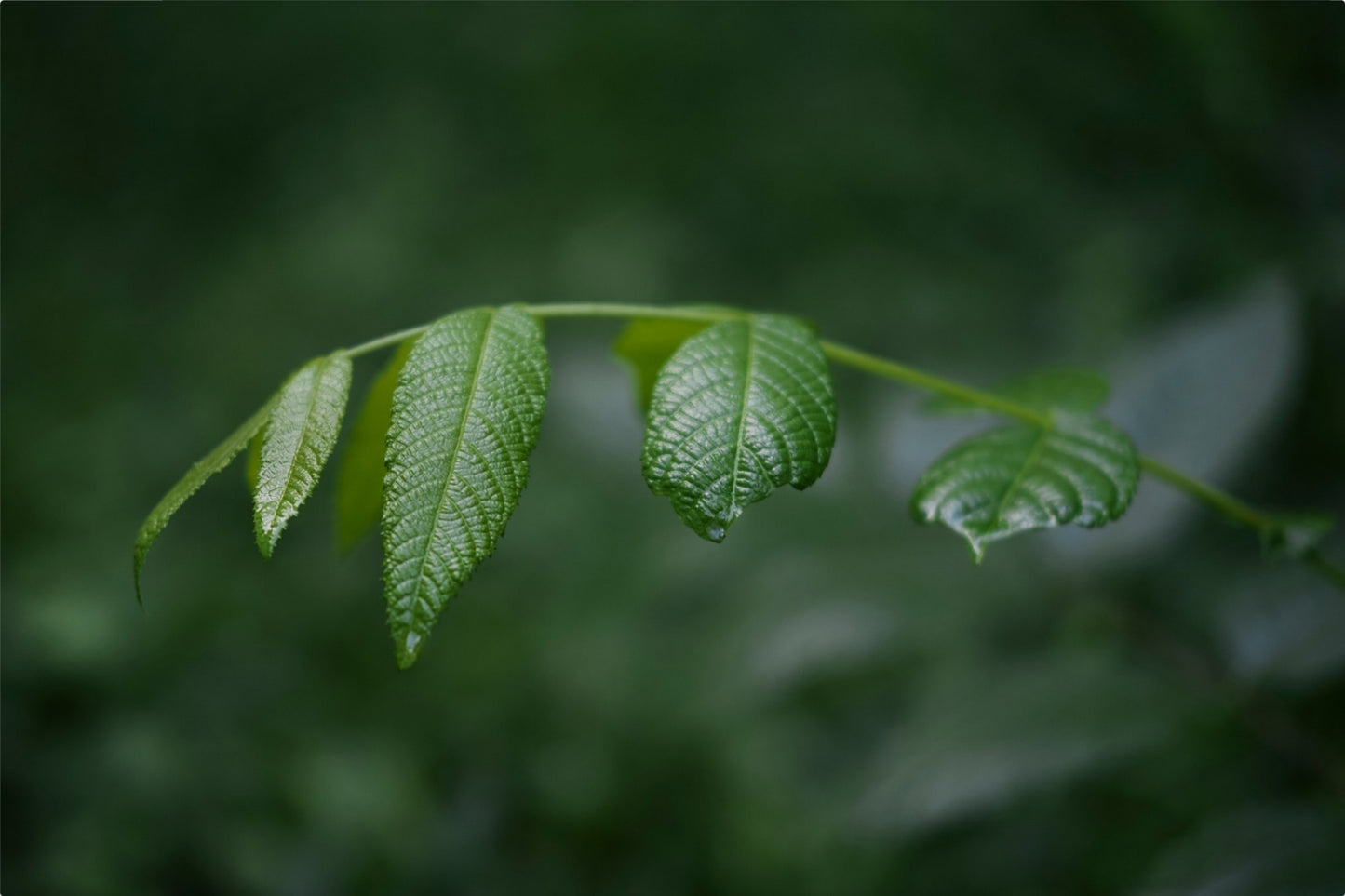 Eastern Black Walnut Sapling
