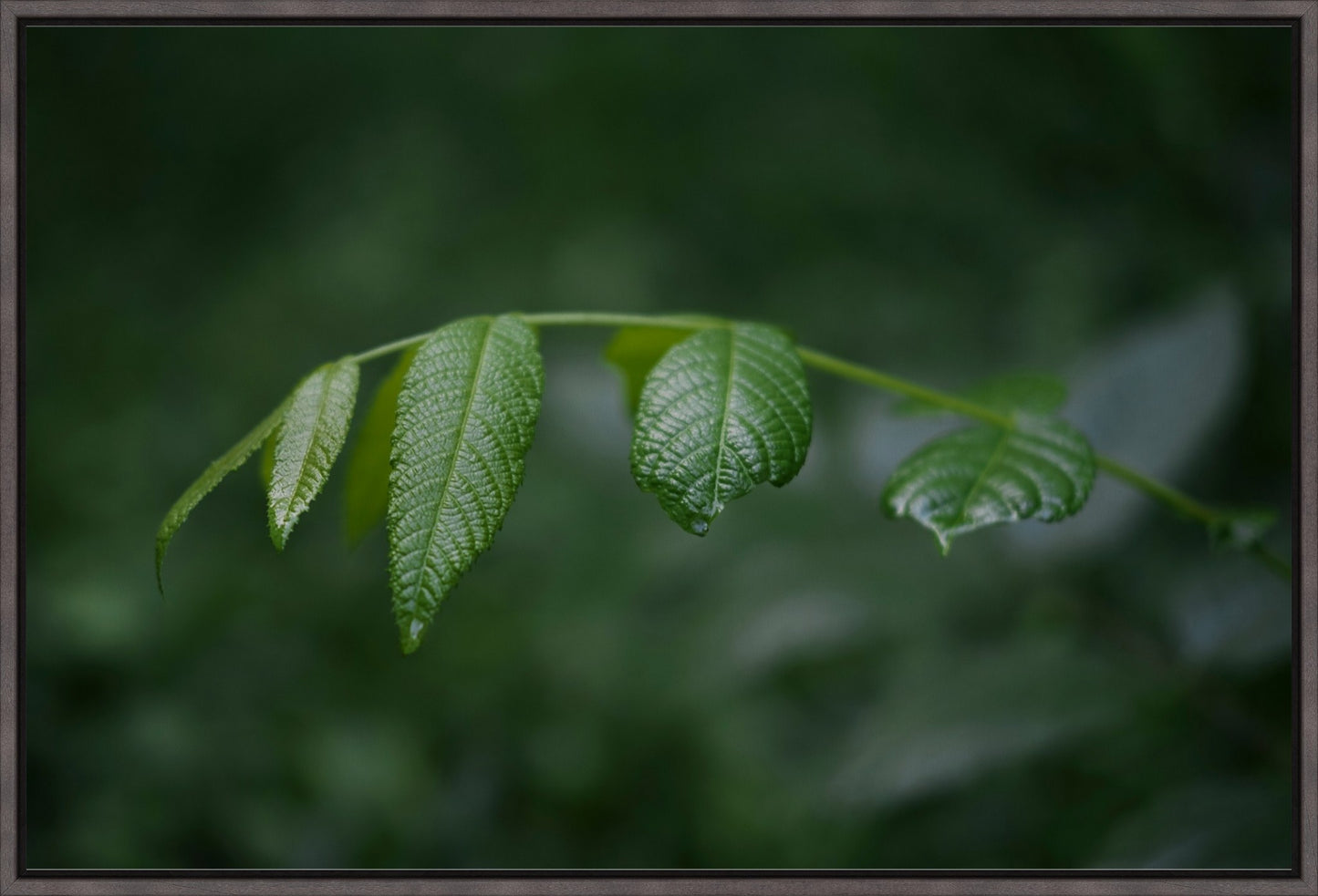 Eastern Black Walnut Sapling