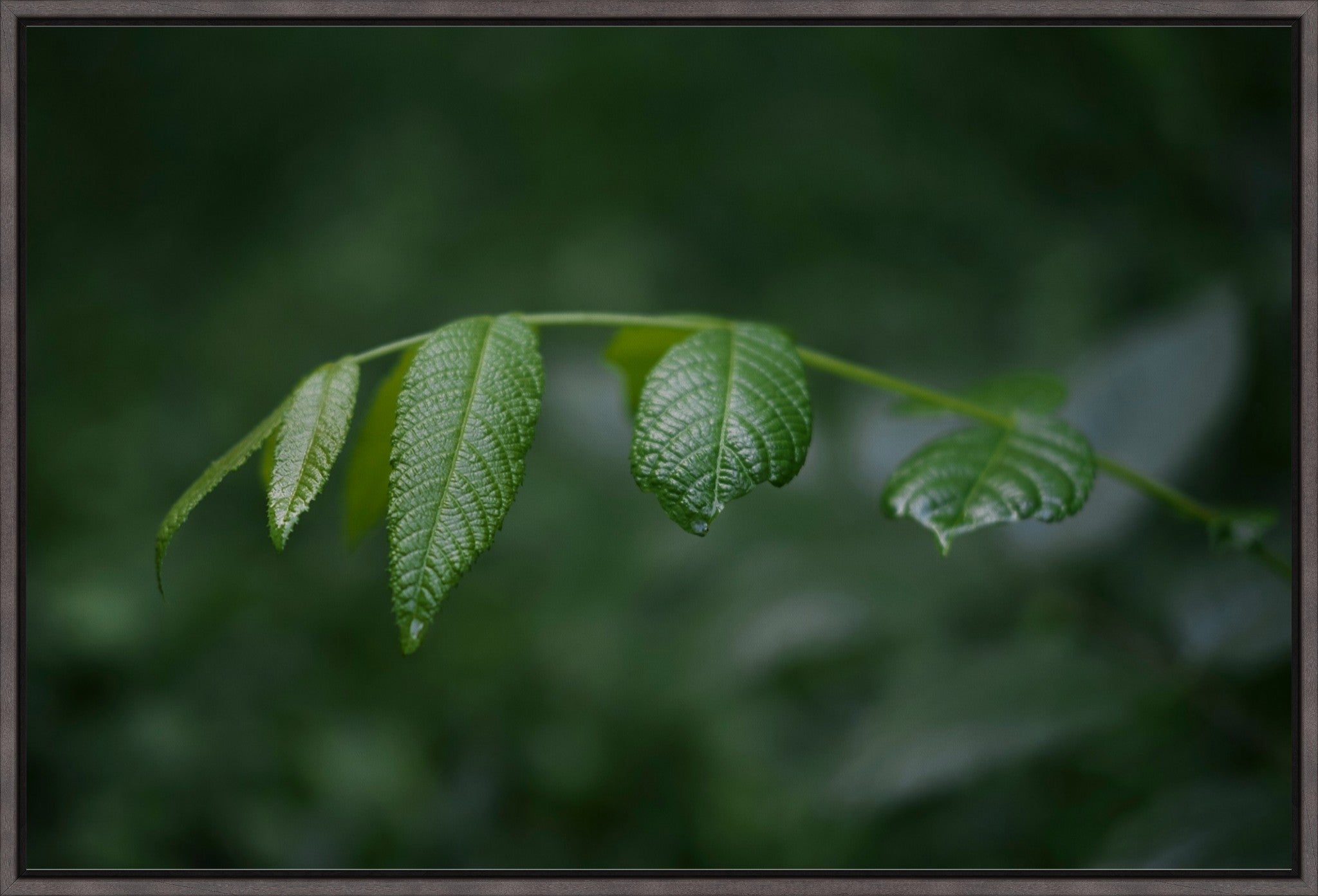 Eastern Black Walnut Sapling