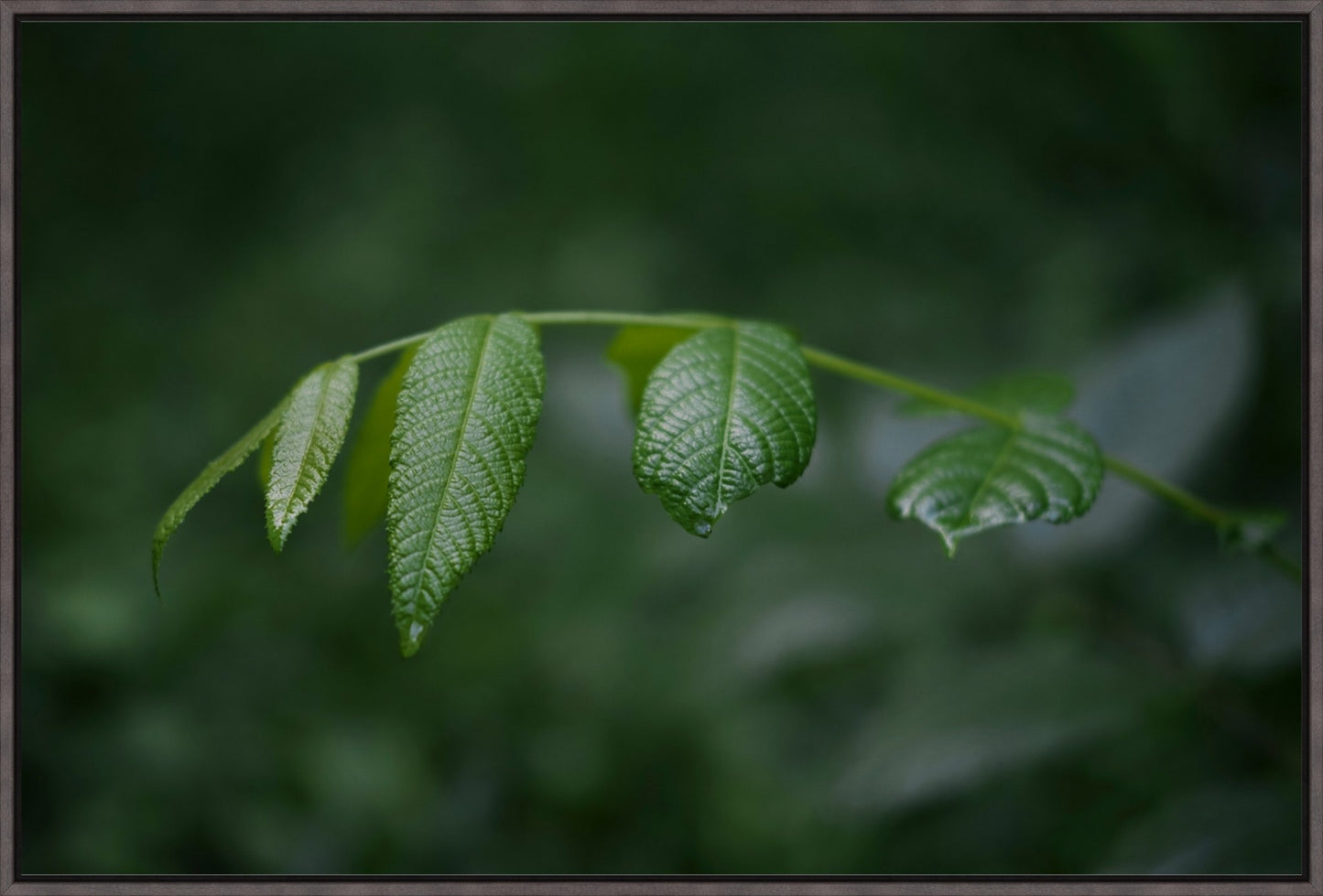 Eastern Black Walnut Sapling
