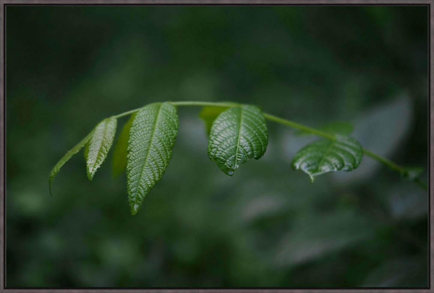 Eastern Black Walnut Sapling
