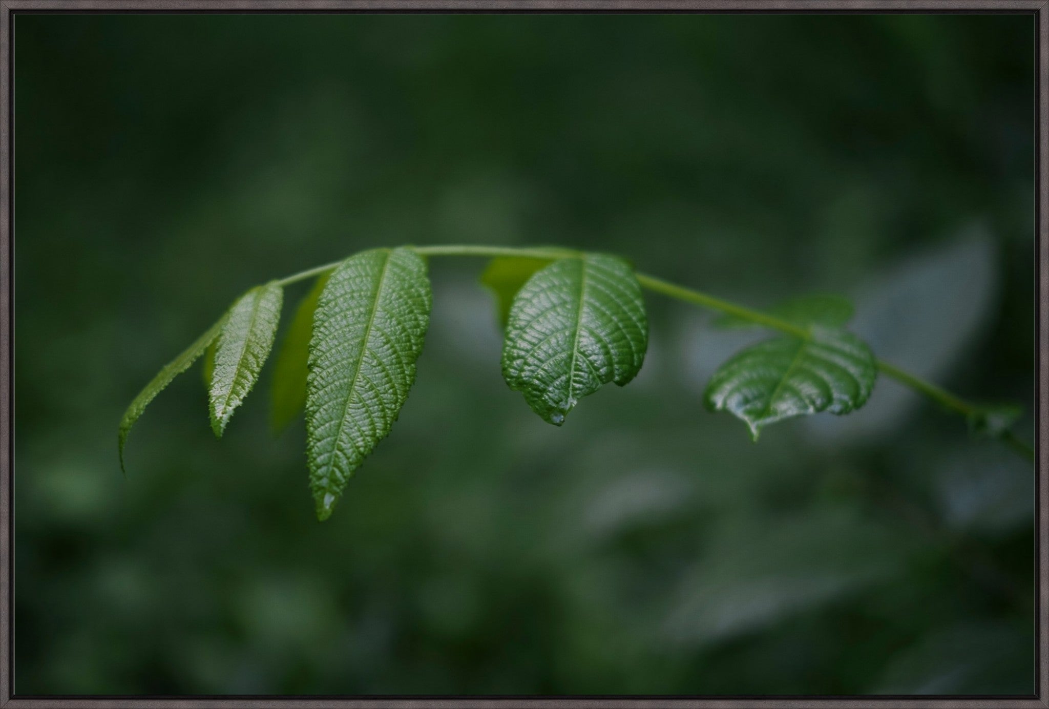 Eastern Black Walnut Sapling