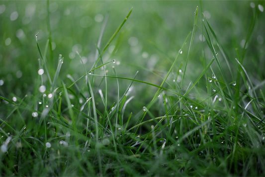 Dew Drops on Grass I