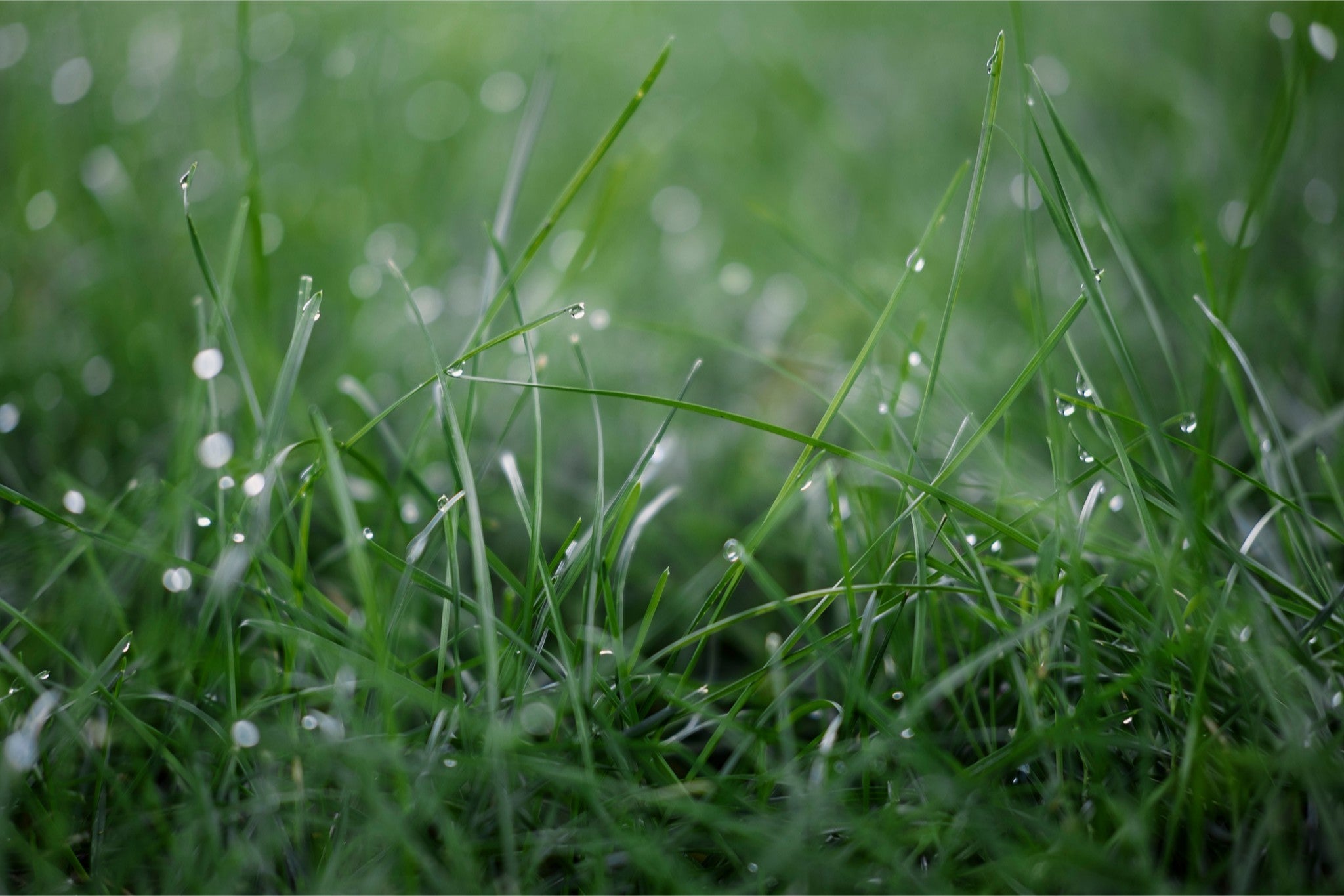 Dew Drops on Grass I