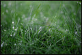 Dew Drops on Grass I
