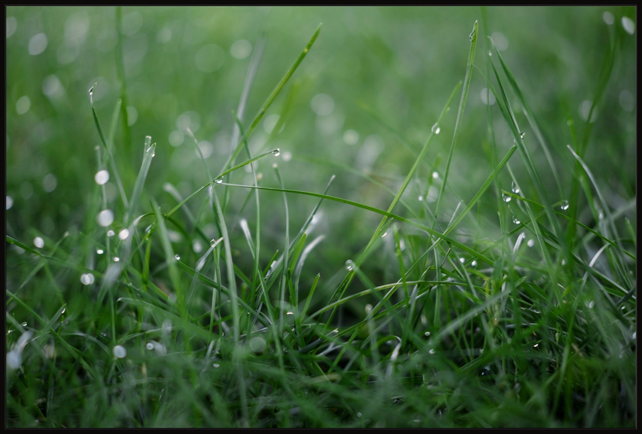 Dew Drops on Grass I