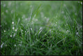 Dew Drops on Grass I