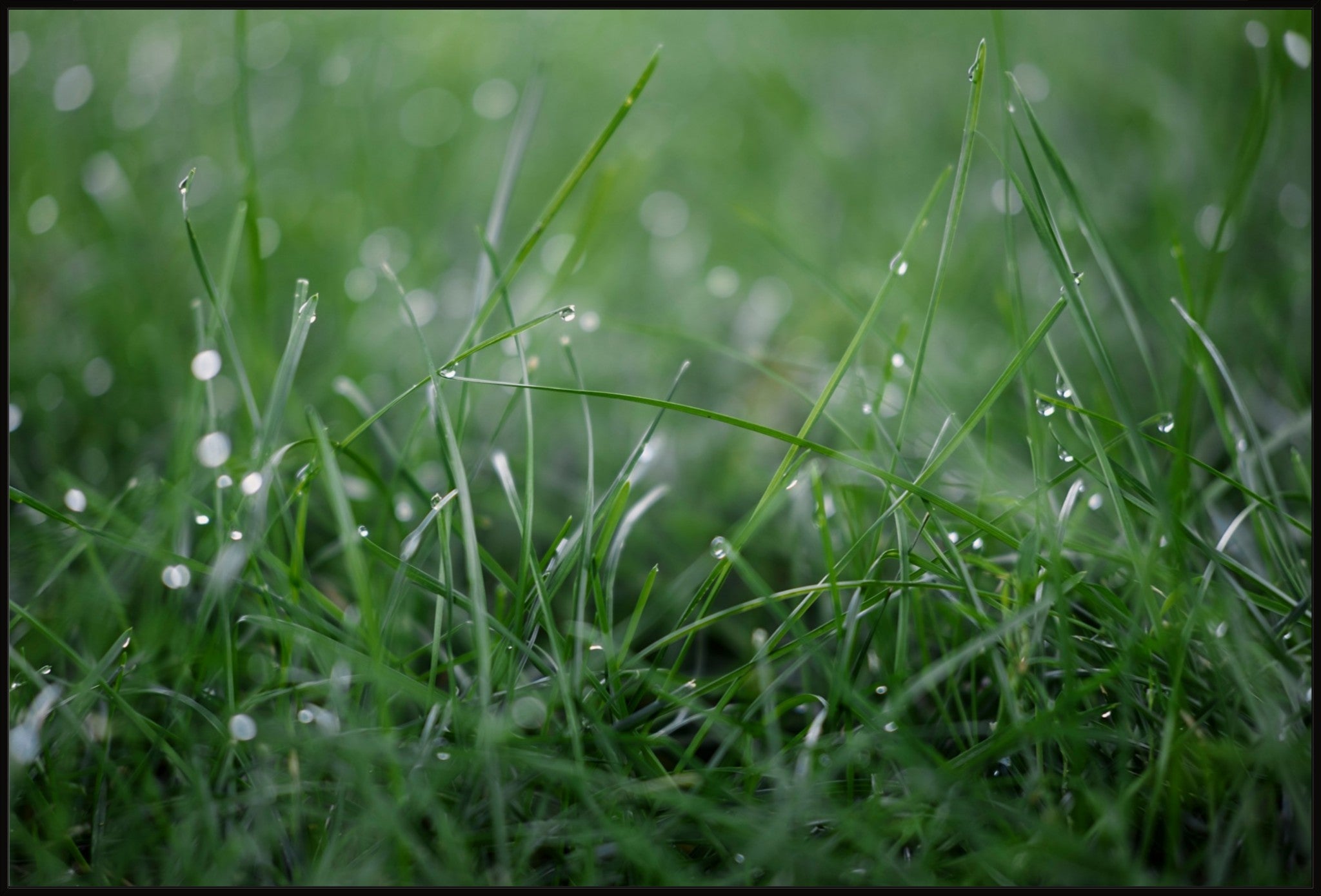 Dew Drops on Grass I
