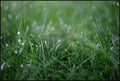 Dew Drops on Grass I
