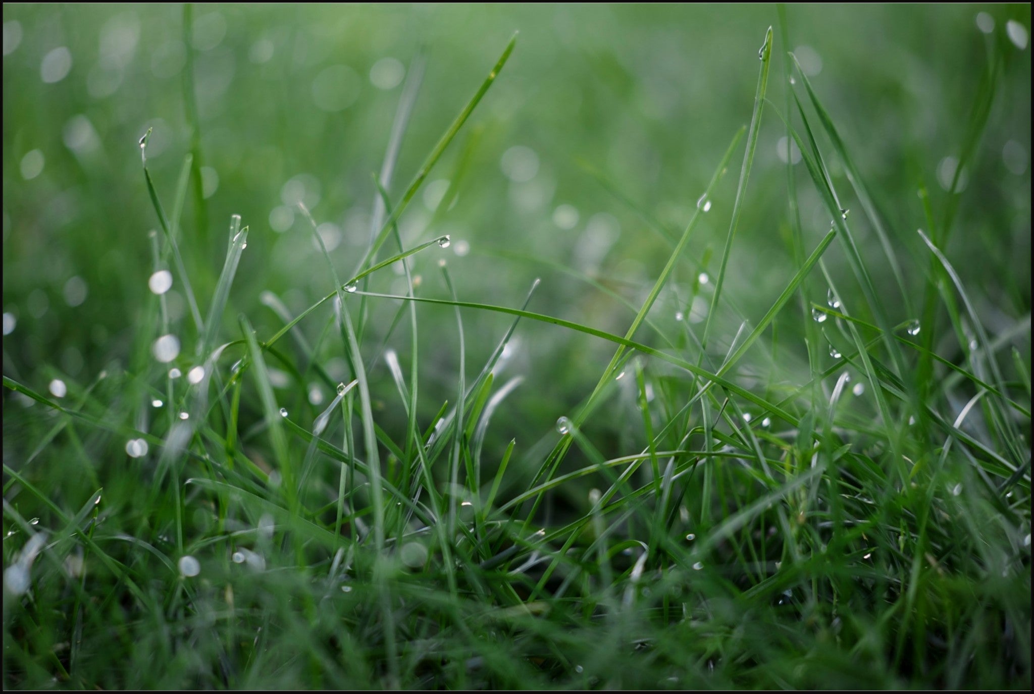 Dew Drops on Grass I