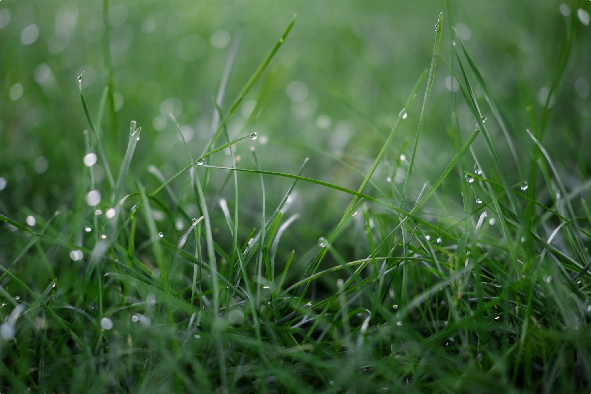 Dew Drops on Grass I