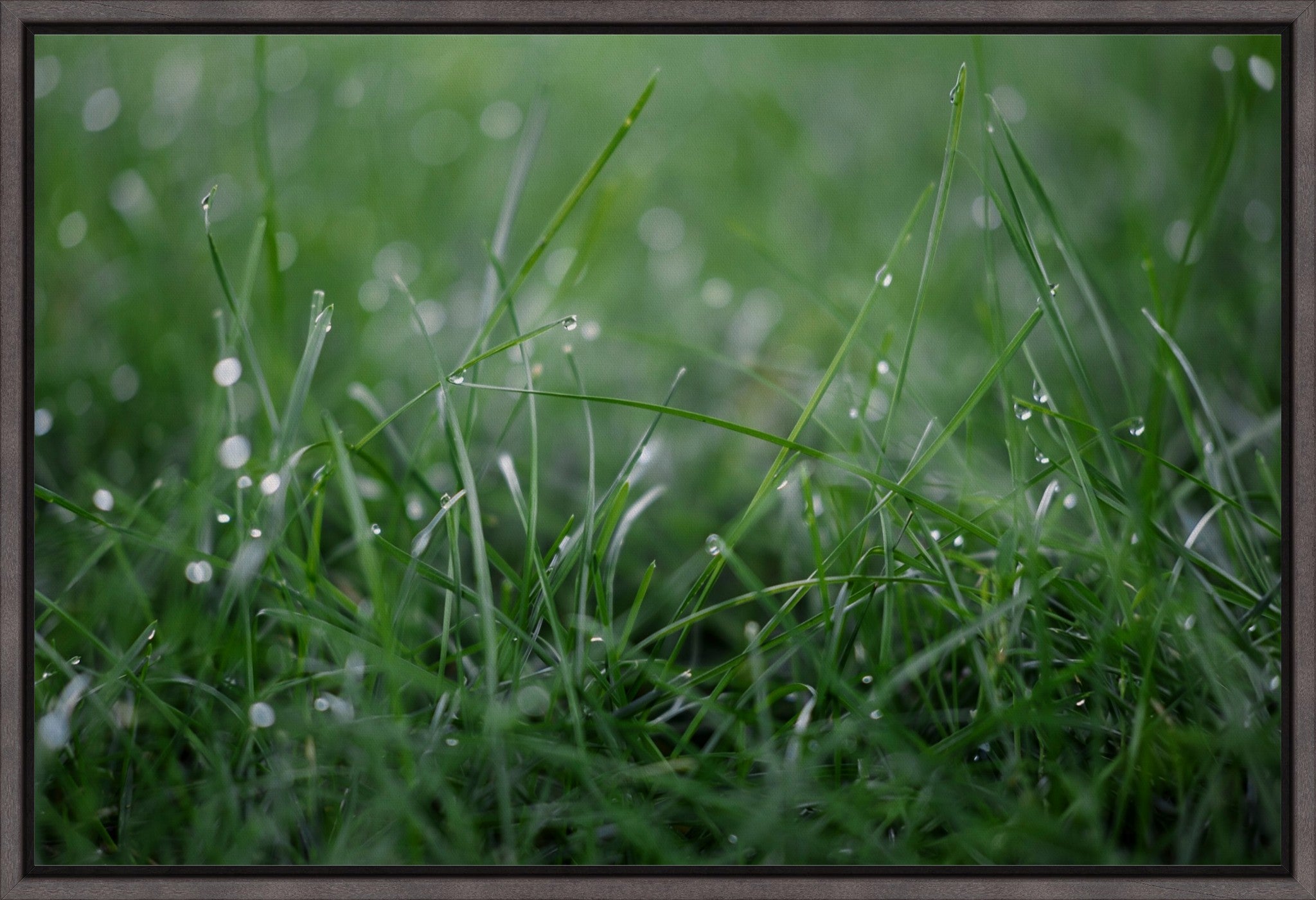 Dew Drops on Grass I
