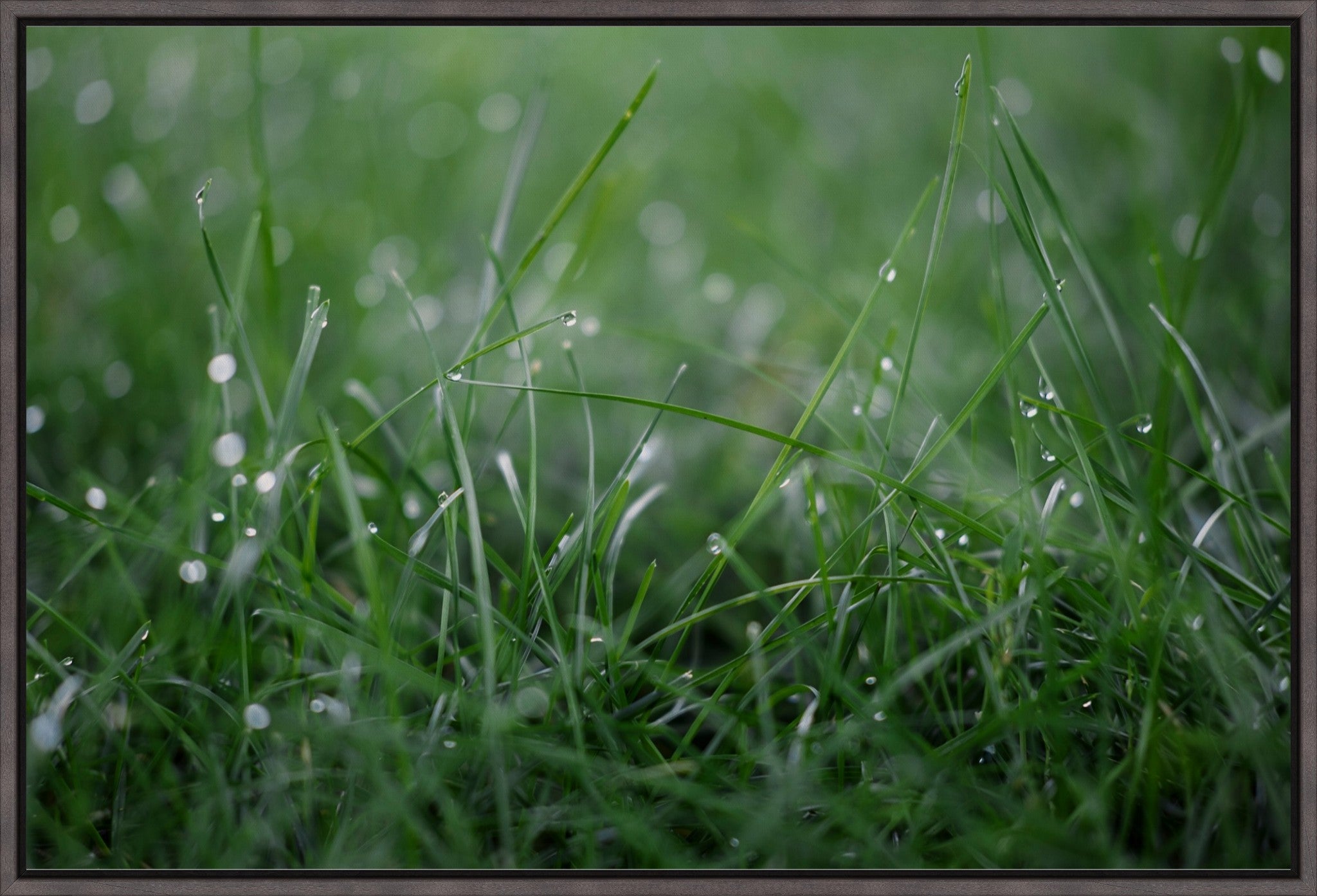 Dew Drops on Grass I