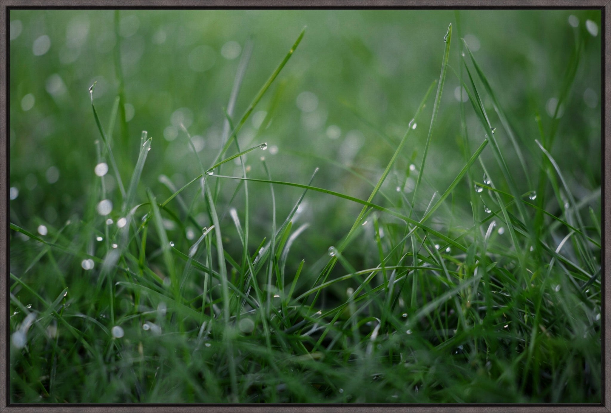 Dew Drops on Grass I