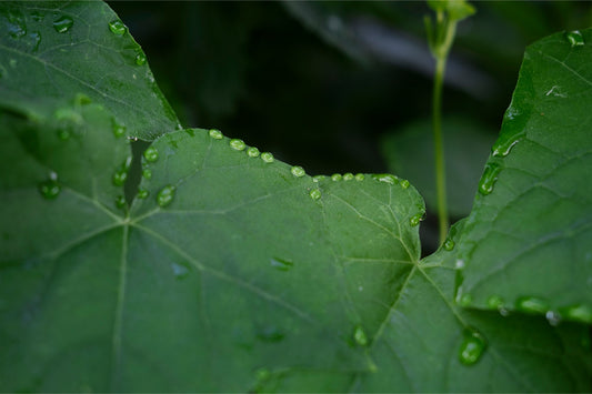 Lush Summer