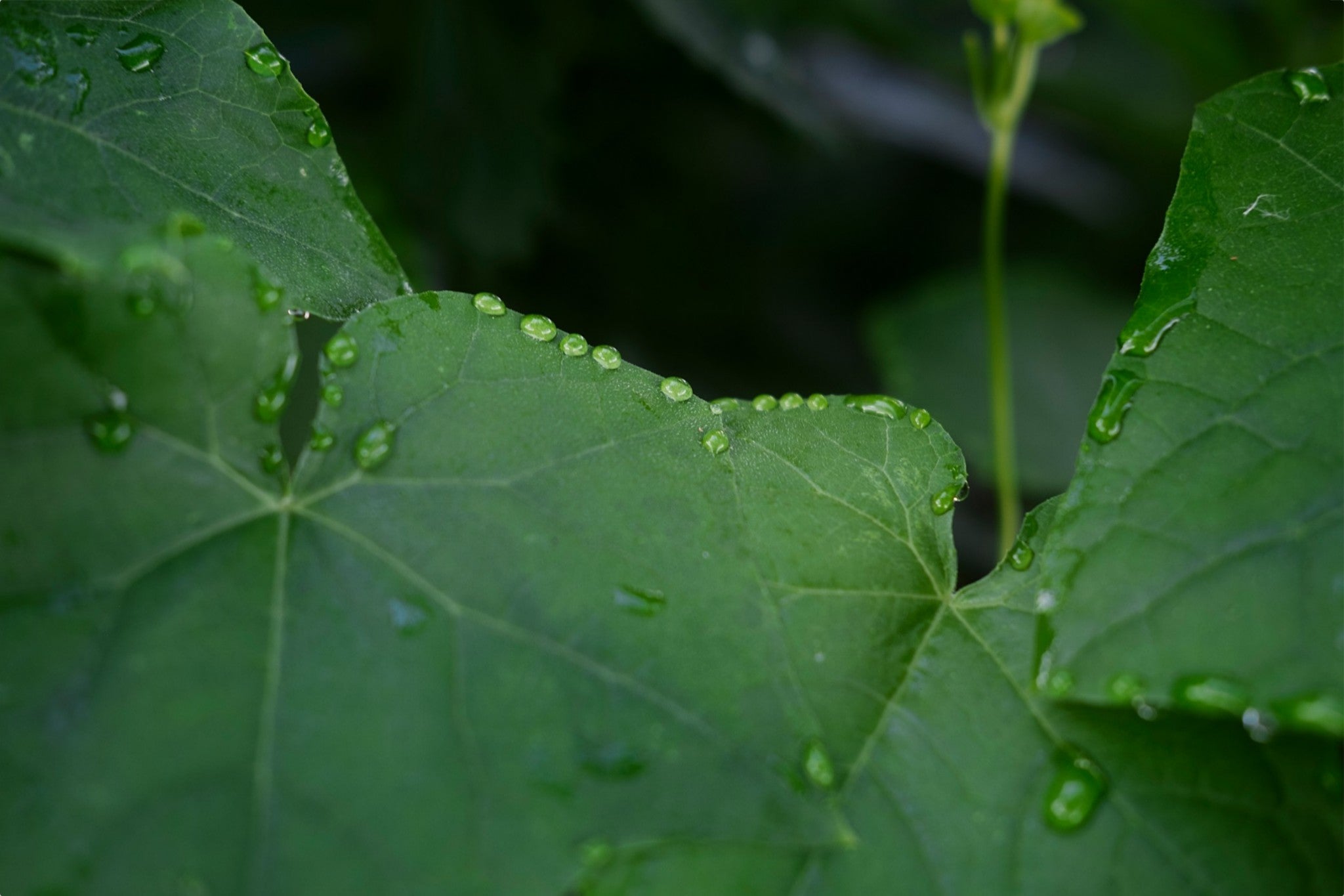 Lush Summer