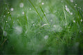 Dew Drops on Grass II