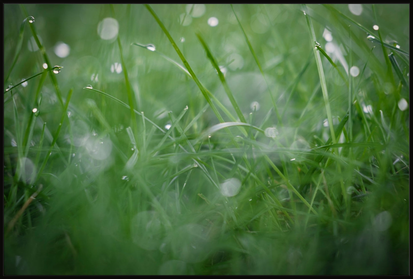 Dew Drops on Grass II