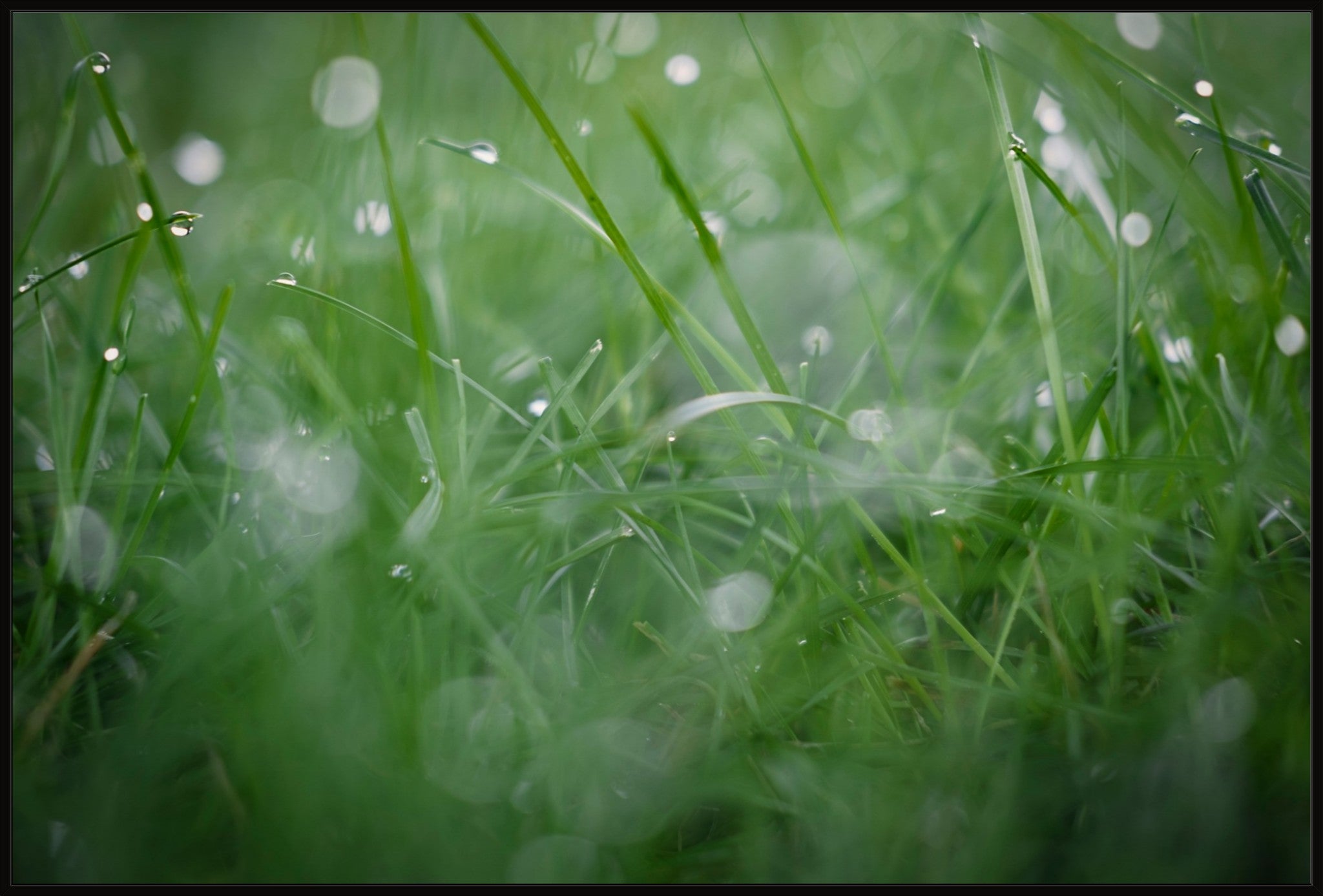 Dew Drops on Grass II
