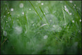 Dew Drops on Grass II