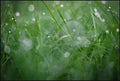 Dew Drops on Grass II