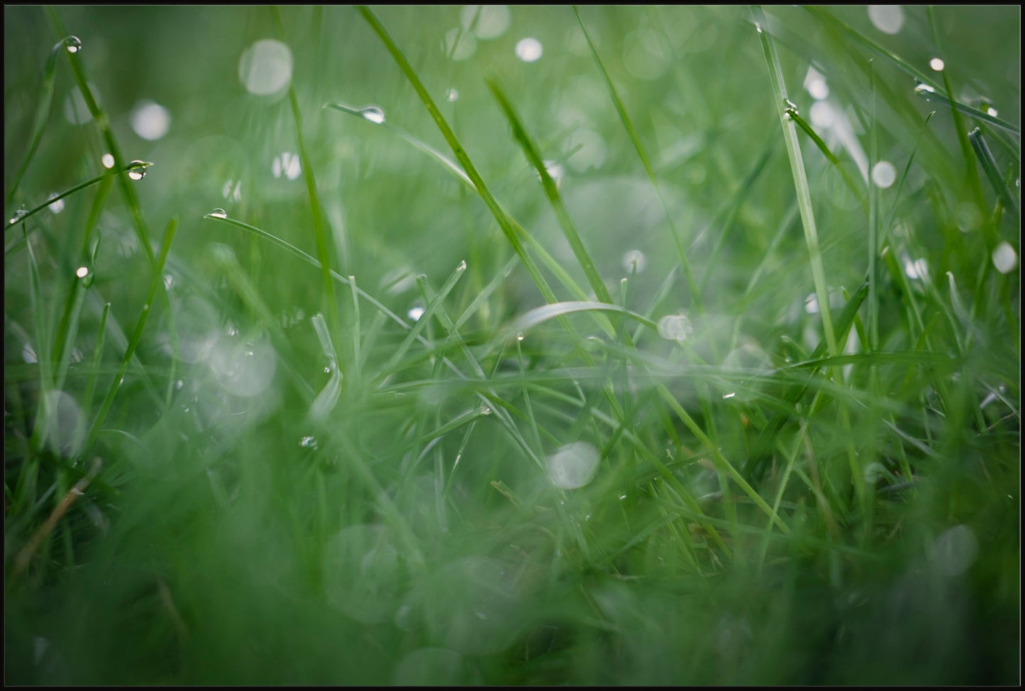 Dew Drops on Grass II