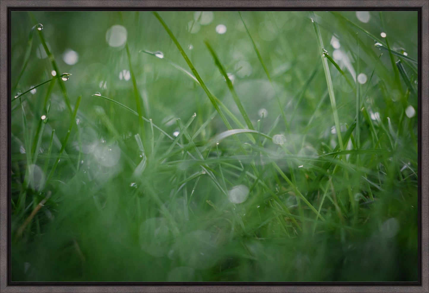Dew Drops on Grass II