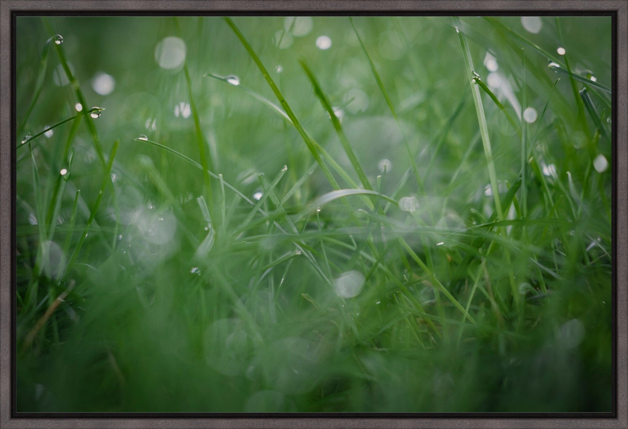 Dew Drops on Grass II