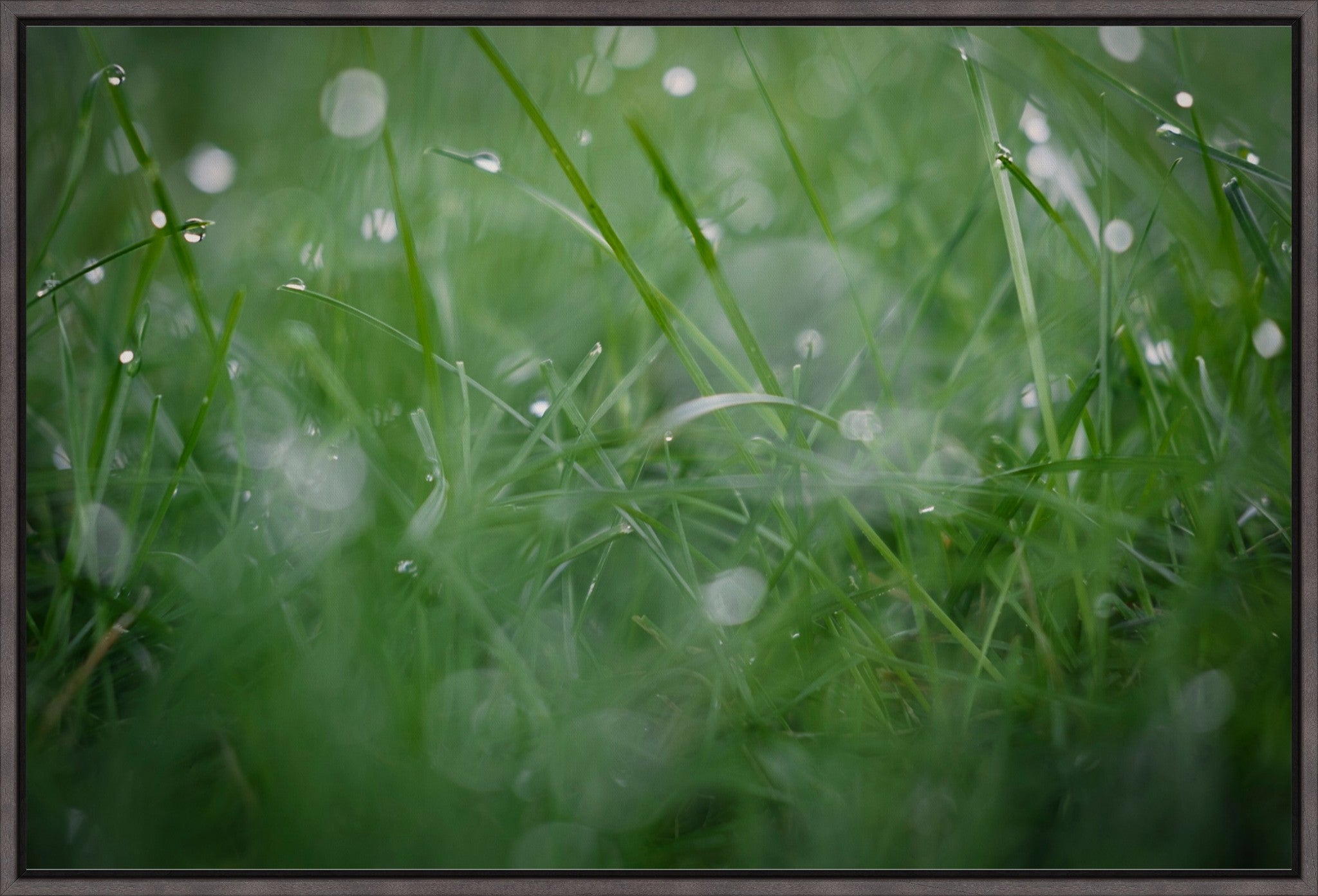 Dew Drops on Grass II