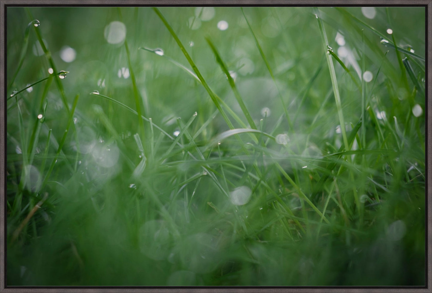 Dew Drops on Grass II