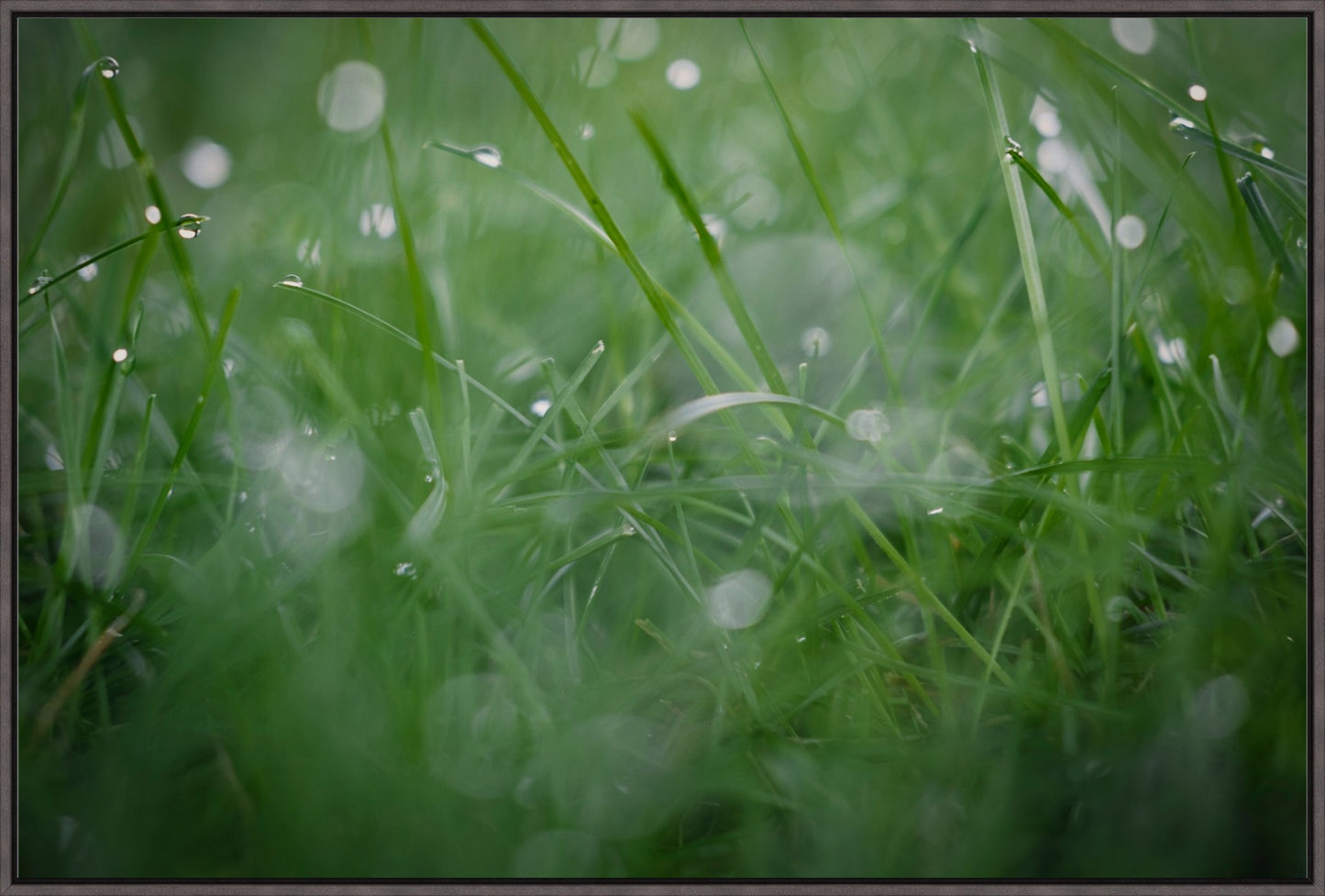 Dew Drops on Grass II