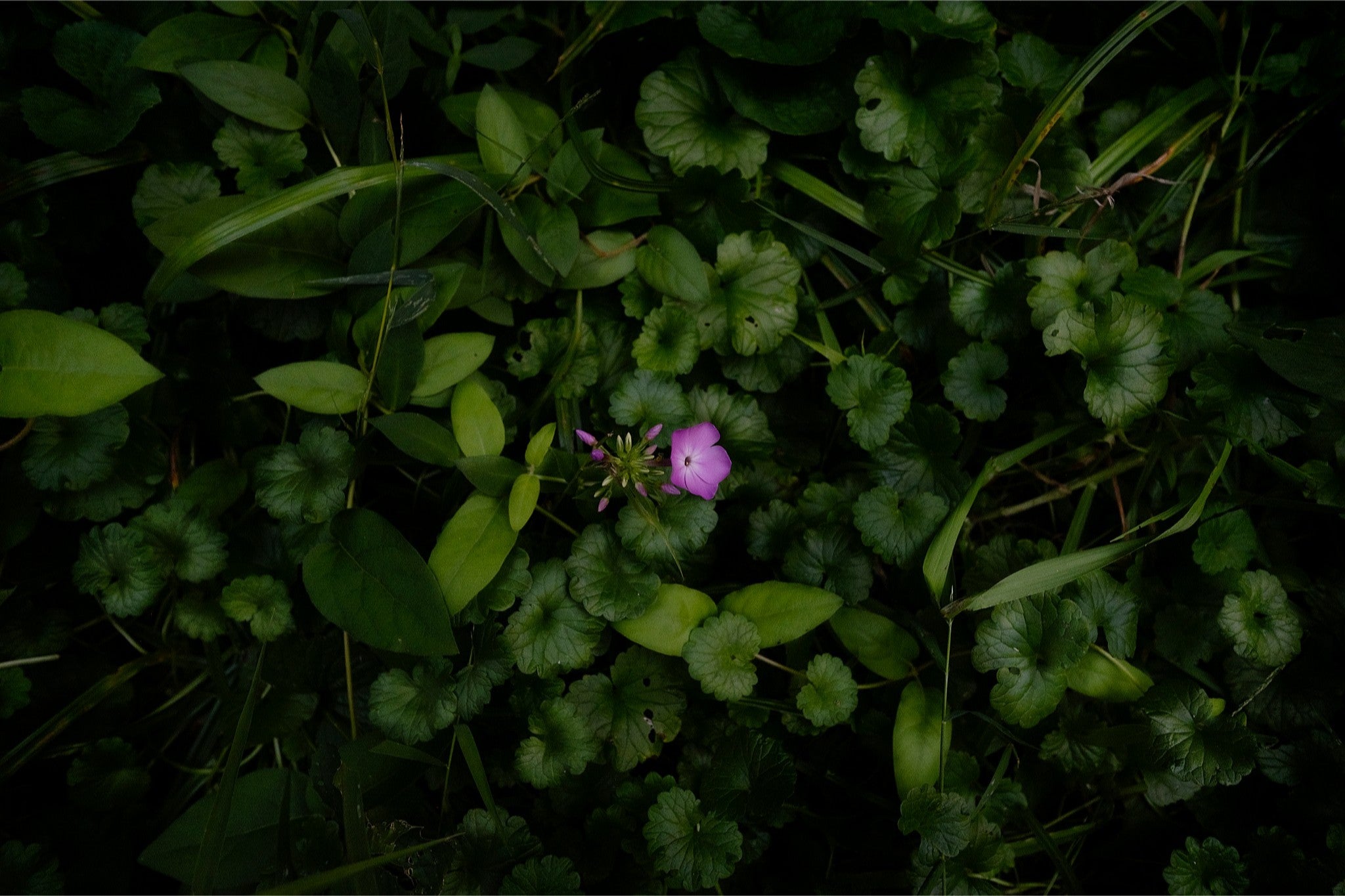 Wild Phlox