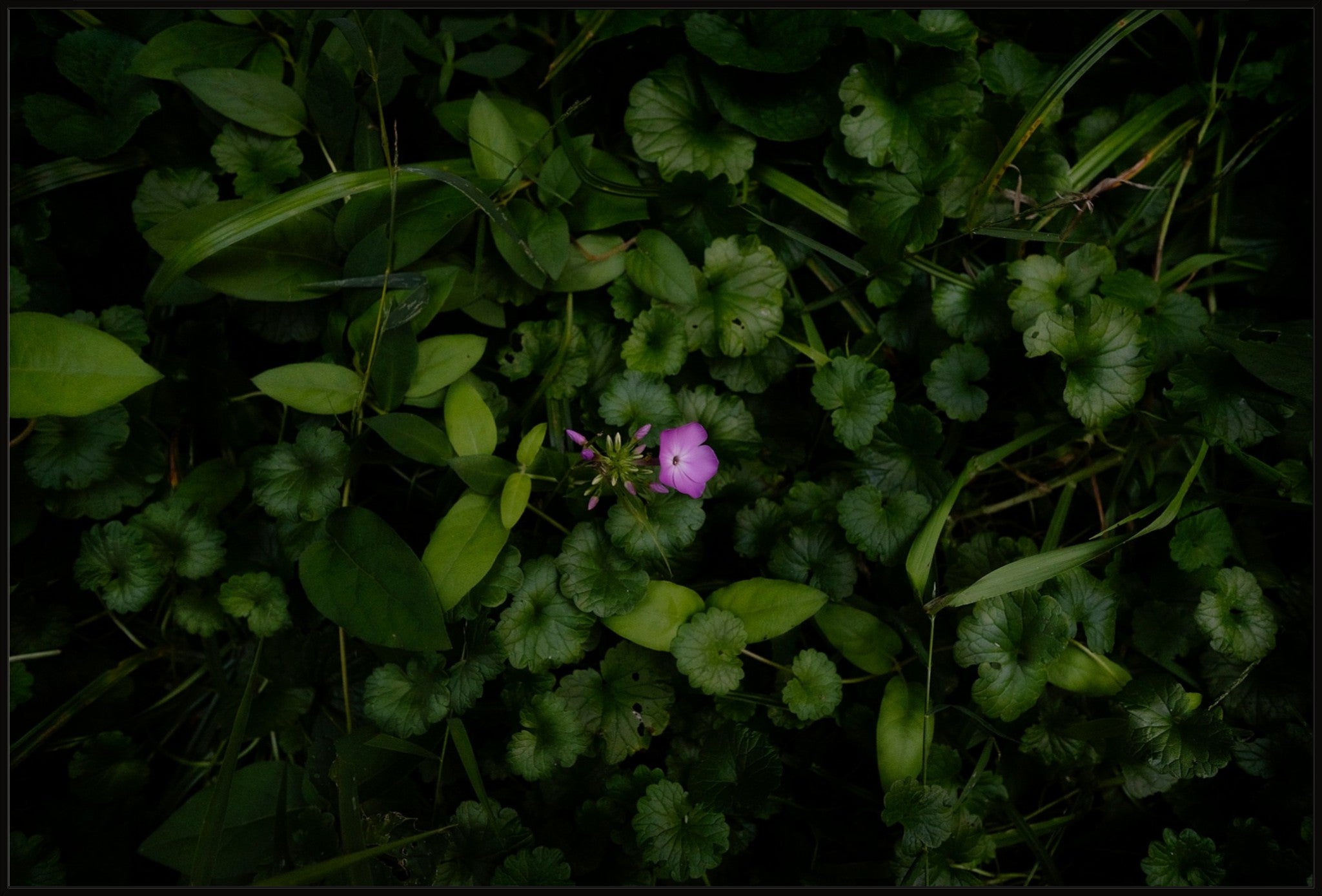 Wild Phlox