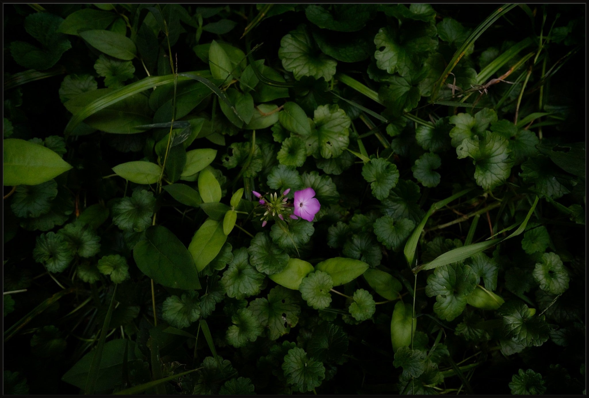 Wild Phlox