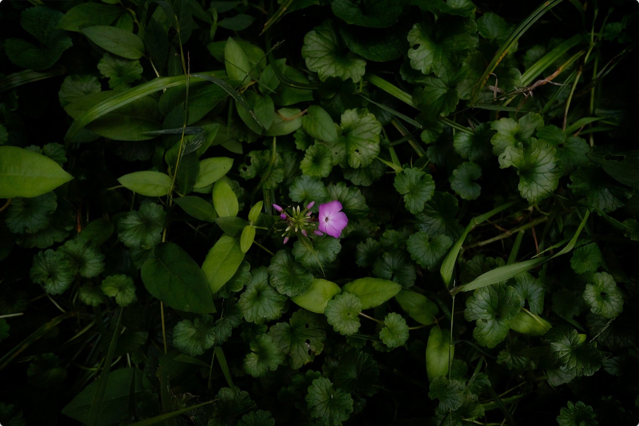 Wild Phlox