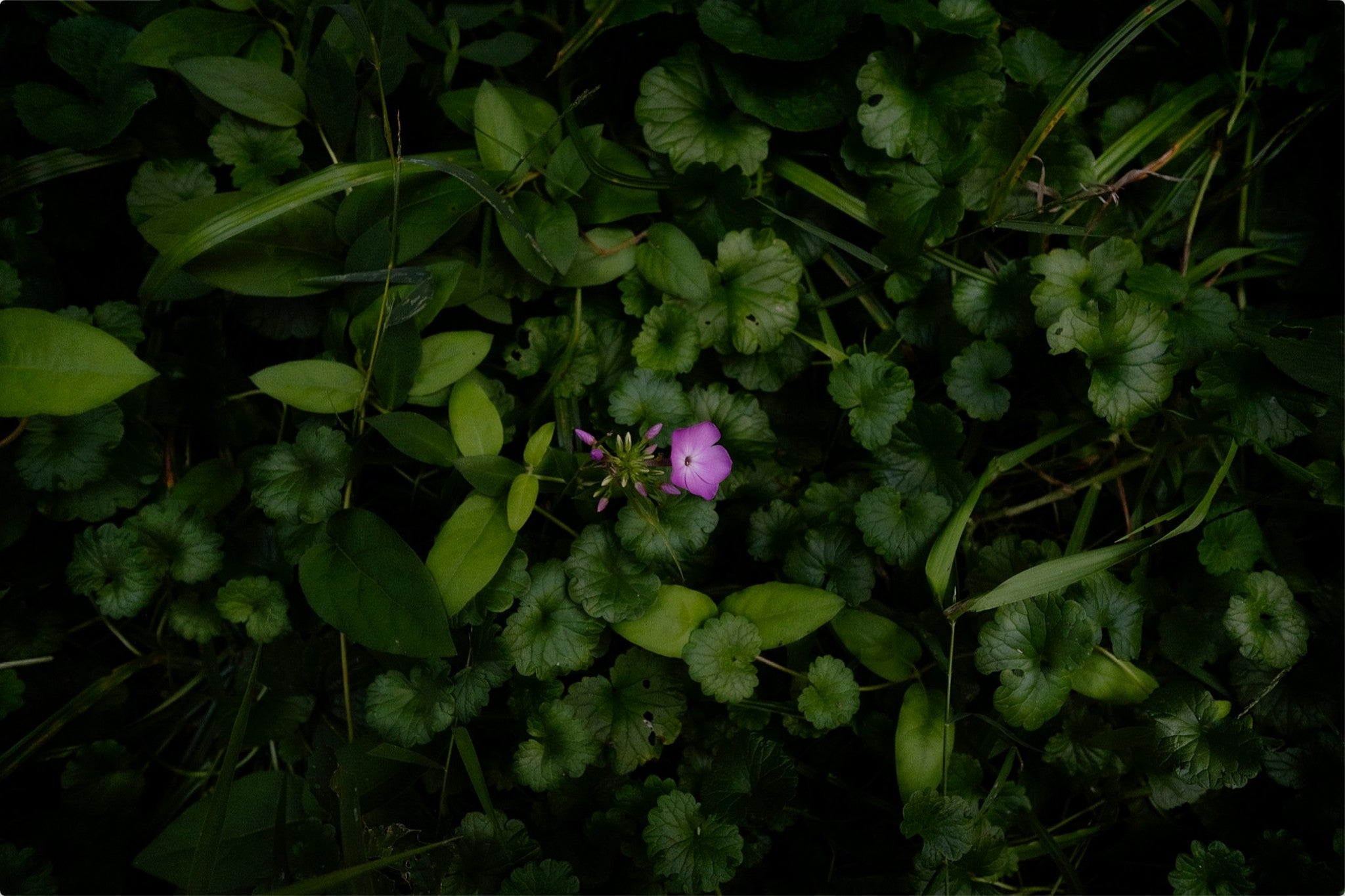 Wild Phlox