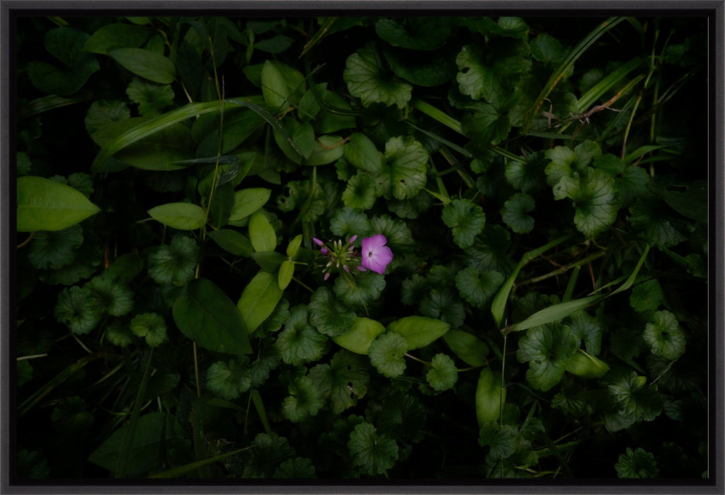 Wild Phlox
