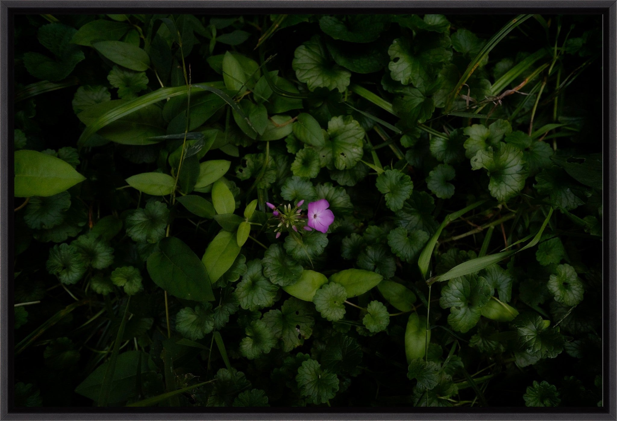 Wild Phlox