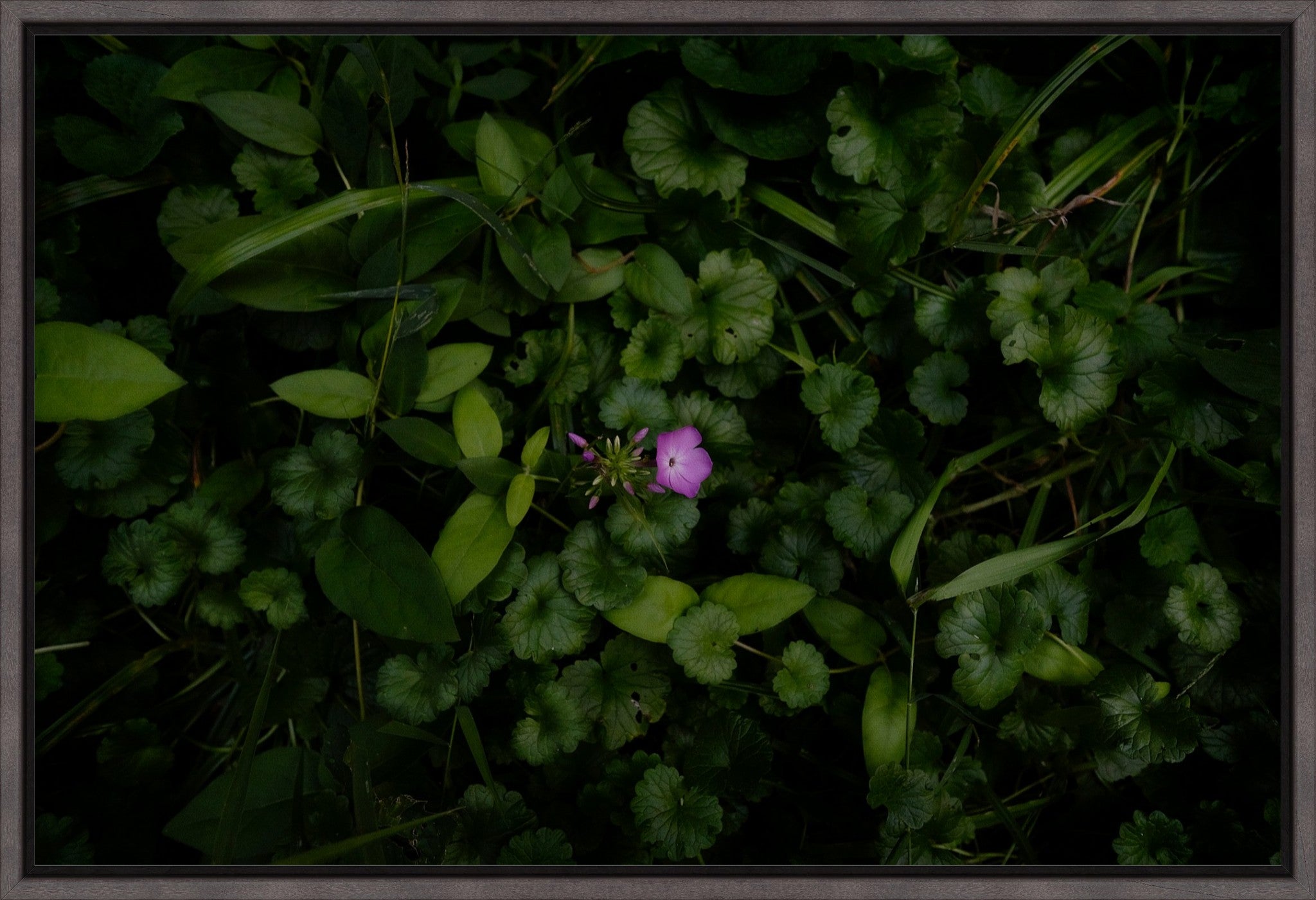 Wild Phlox