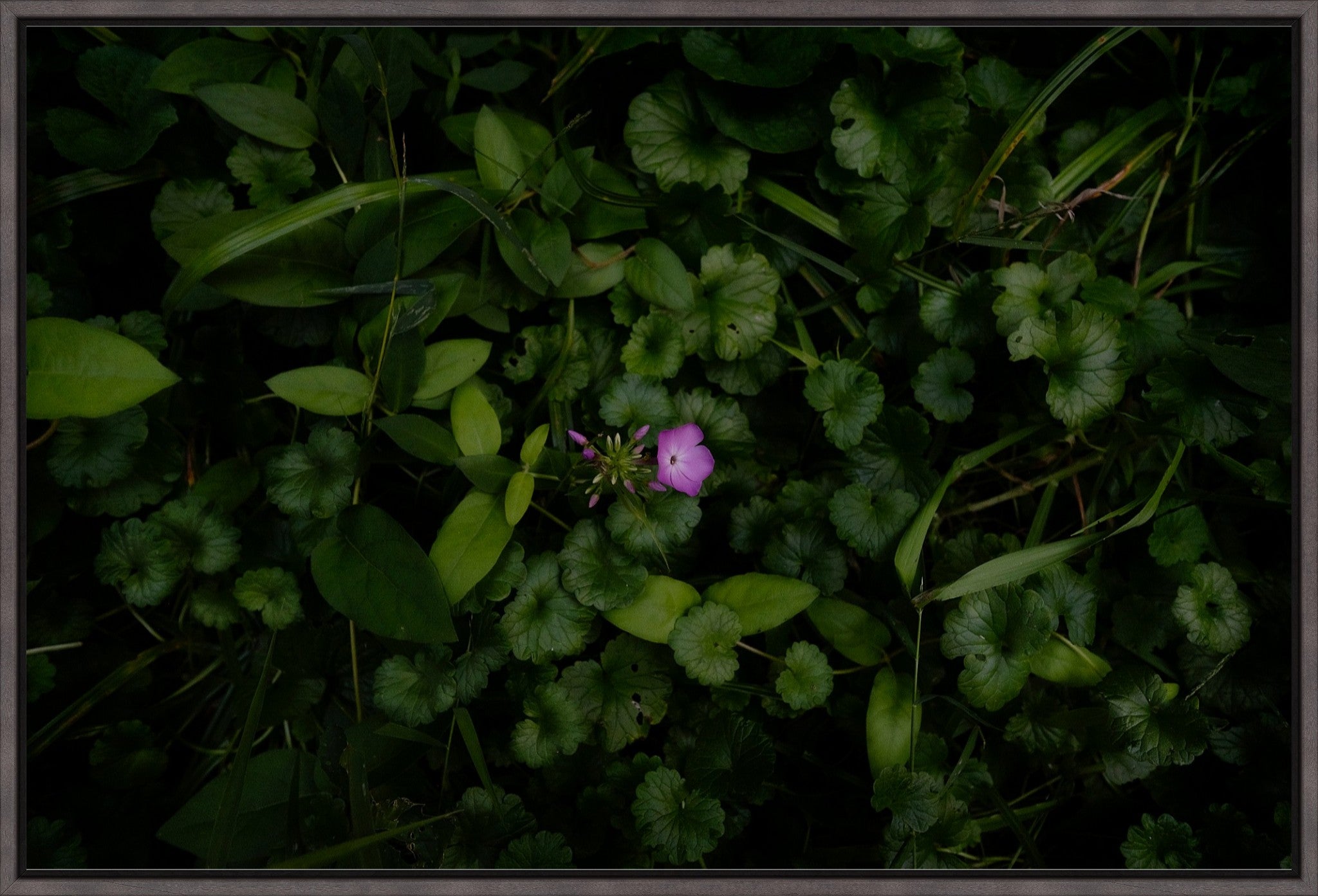 Wild Phlox